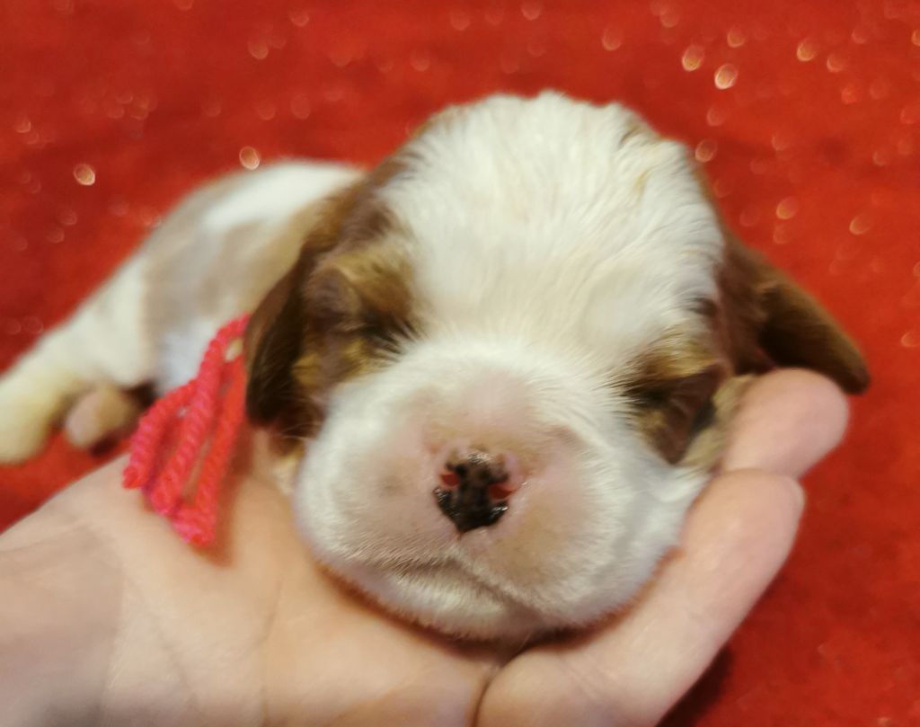 du Chemin Des Puits Tournants - Chiot disponible  - Cavalier King Charles Spaniel