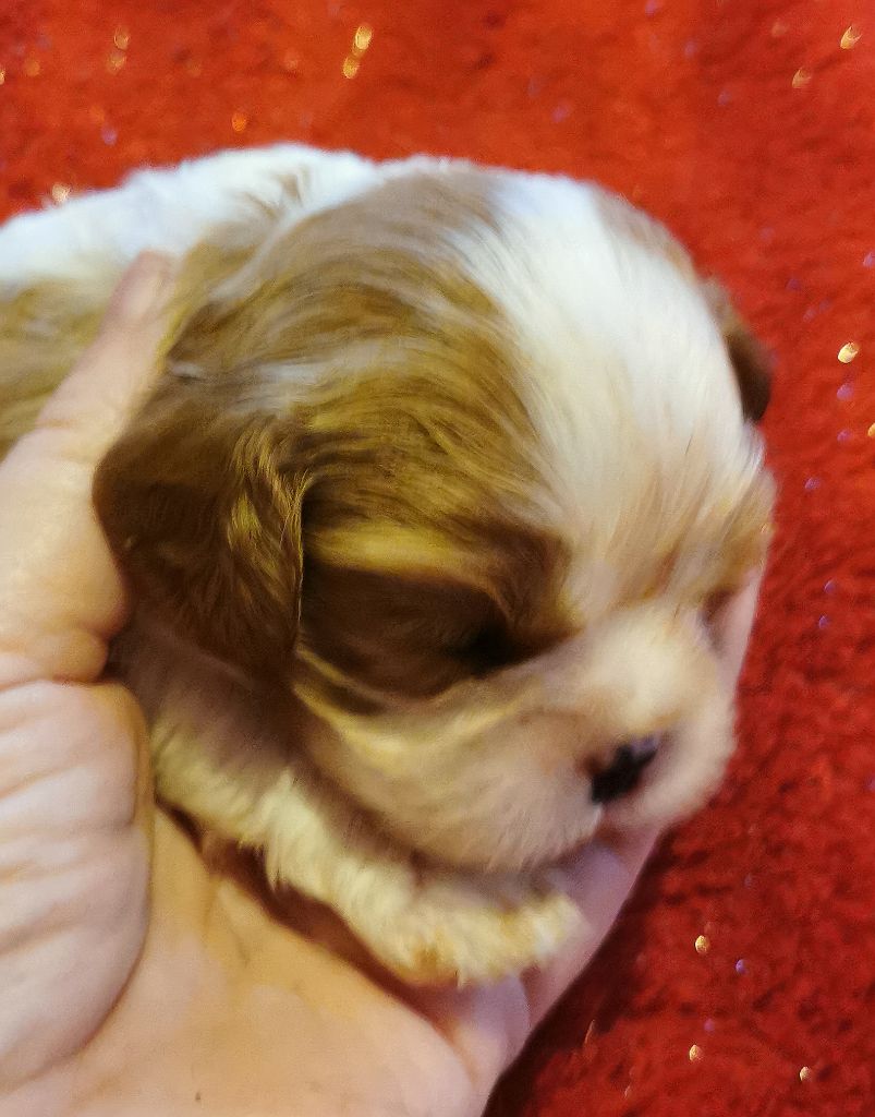 du Chemin Des Puits Tournants - Chiot disponible  - Cavalier King Charles Spaniel