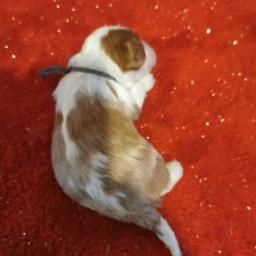 du Chemin Des Puits Tournants - Chiot disponible  - Cavalier King Charles Spaniel