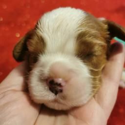 du Chemin Des Puits Tournants - Chiot disponible  - Cavalier King Charles Spaniel