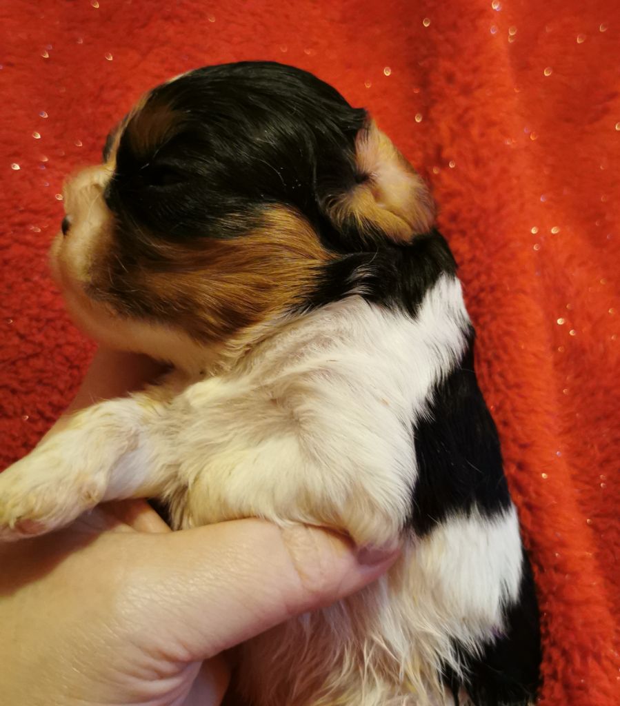 du Chemin Des Puits Tournants - Chiot disponible  - Cavalier King Charles Spaniel