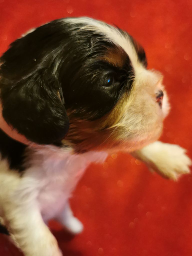 du Chemin Des Puits Tournants - Chiot disponible  - Cavalier King Charles Spaniel