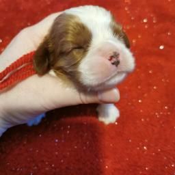 du Chemin Des Puits Tournants - Chiot disponible  - Cavalier King Charles Spaniel