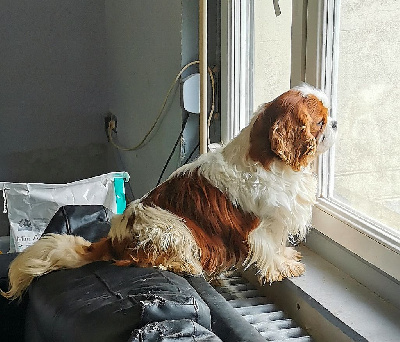 du Chemin Des Puits Tournants - Cavalier King Charles Spaniel - Portée née le 23/12/2024