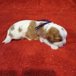 du Chemin Des Puits Tournants - Chiot disponible  - Cavalier King Charles Spaniel