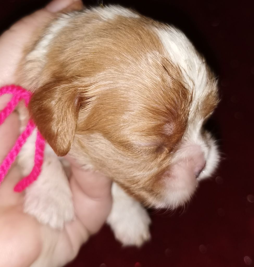 du Chemin Des Puits Tournants - Chiots disponibles - Cavalier King Charles Spaniel
