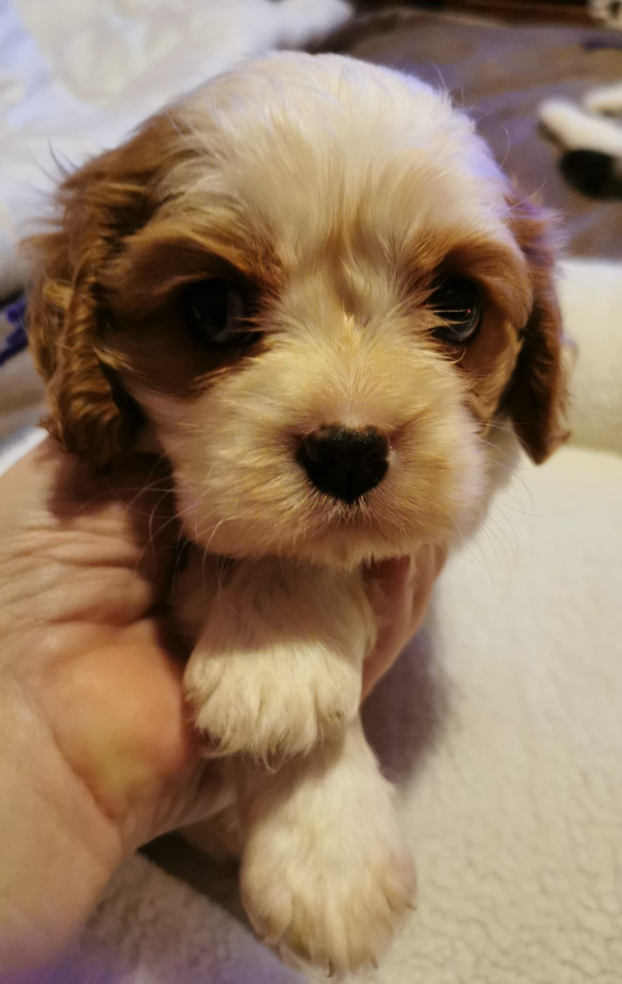 du Chemin Des Puits Tournants - Chiots disponibles - Cavalier King Charles Spaniel