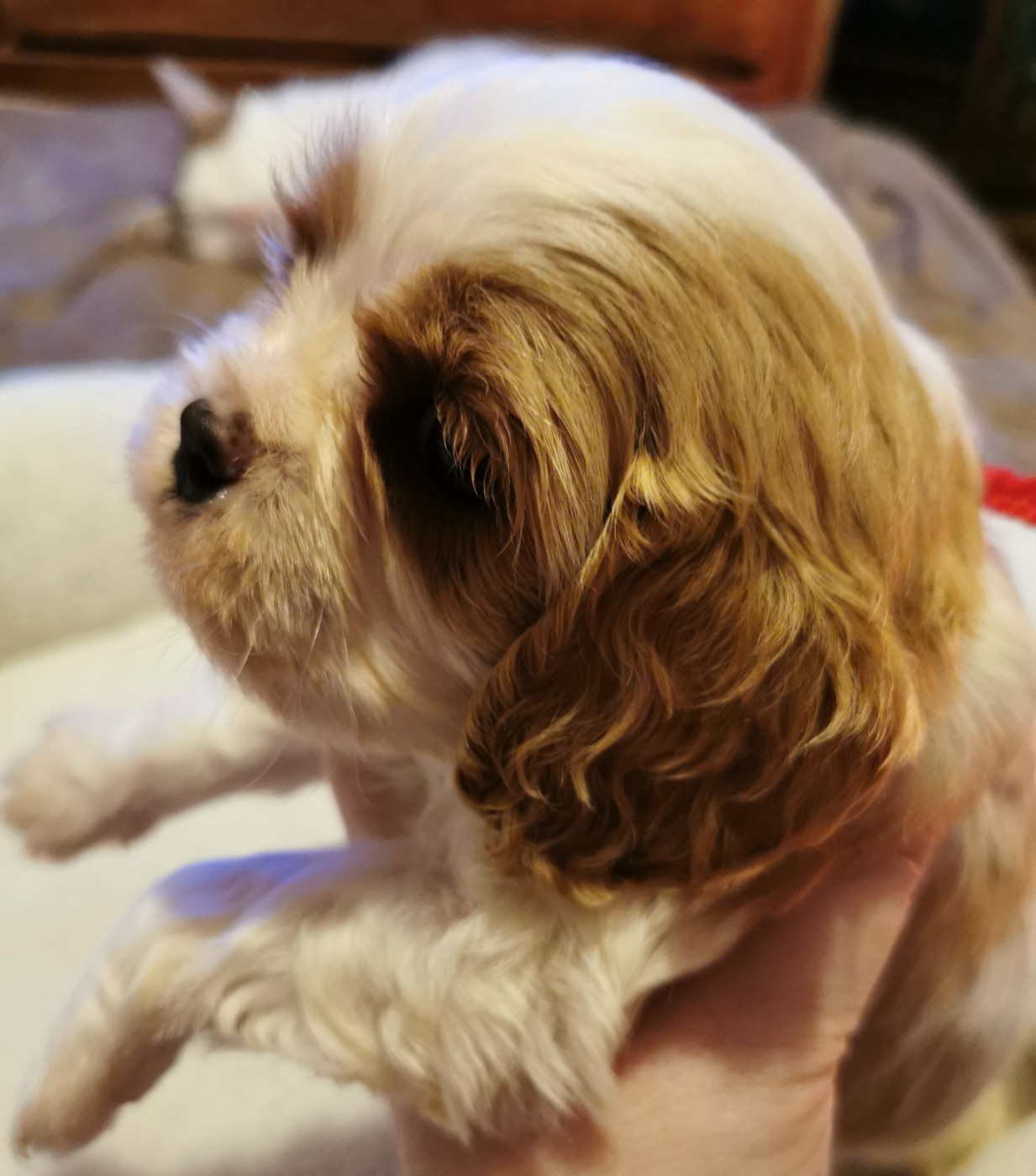 du Chemin Des Puits Tournants - Chiots disponibles - Cavalier King Charles Spaniel