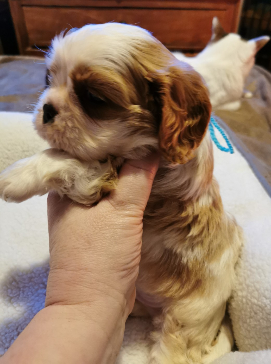 du Chemin Des Puits Tournants - Chiots disponibles - Cavalier King Charles Spaniel