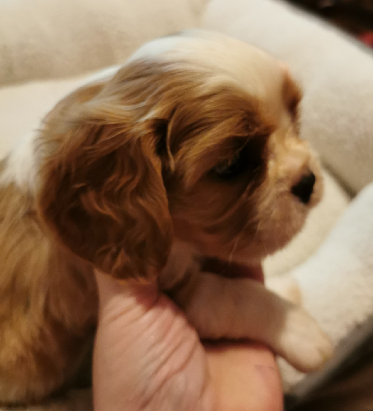 du Chemin Des Puits Tournants - Chiots disponibles - Cavalier King Charles Spaniel
