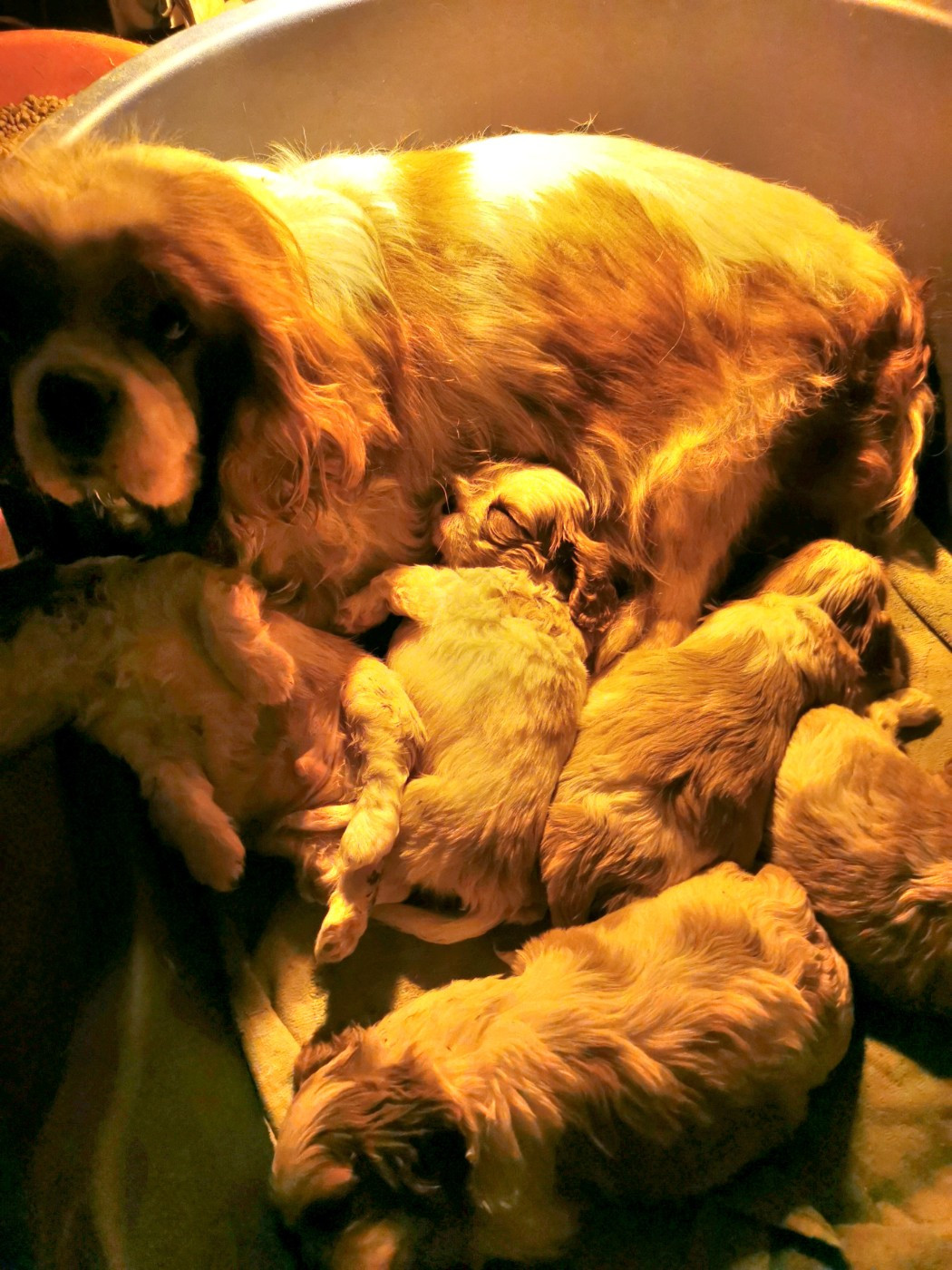 Chiot Cavalier King Charles Spaniel du Chemin Des Puits Tournants