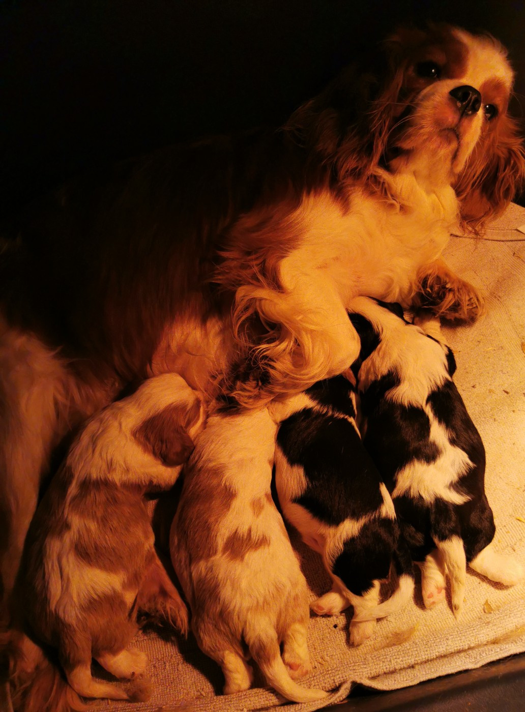 du Chemin Des Puits Tournants - Cavalier King Charles Spaniel - Portée née le 08/01/2026