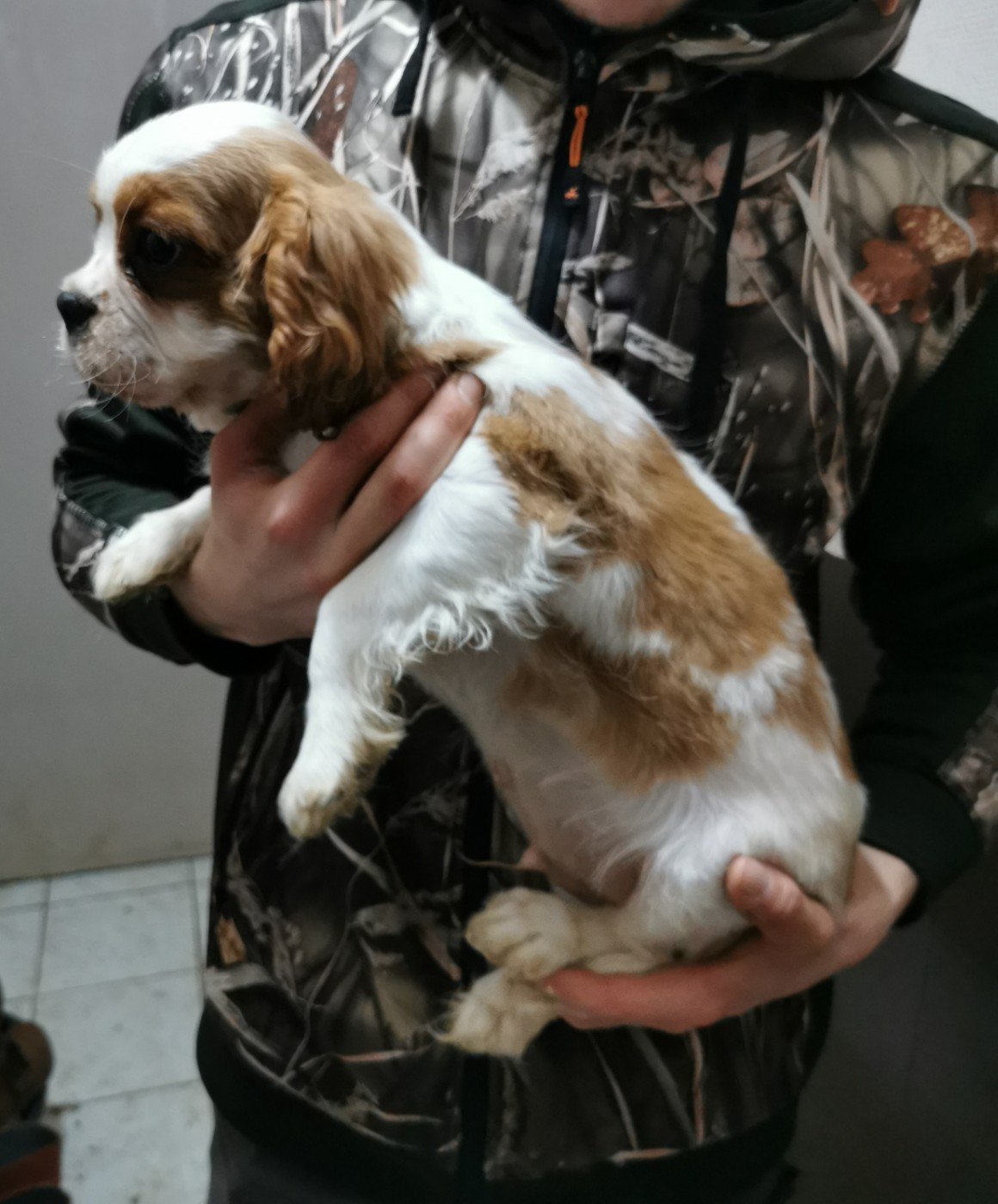 du Chemin Des Puits Tournants - Chiots disponibles - Cavalier King Charles Spaniel