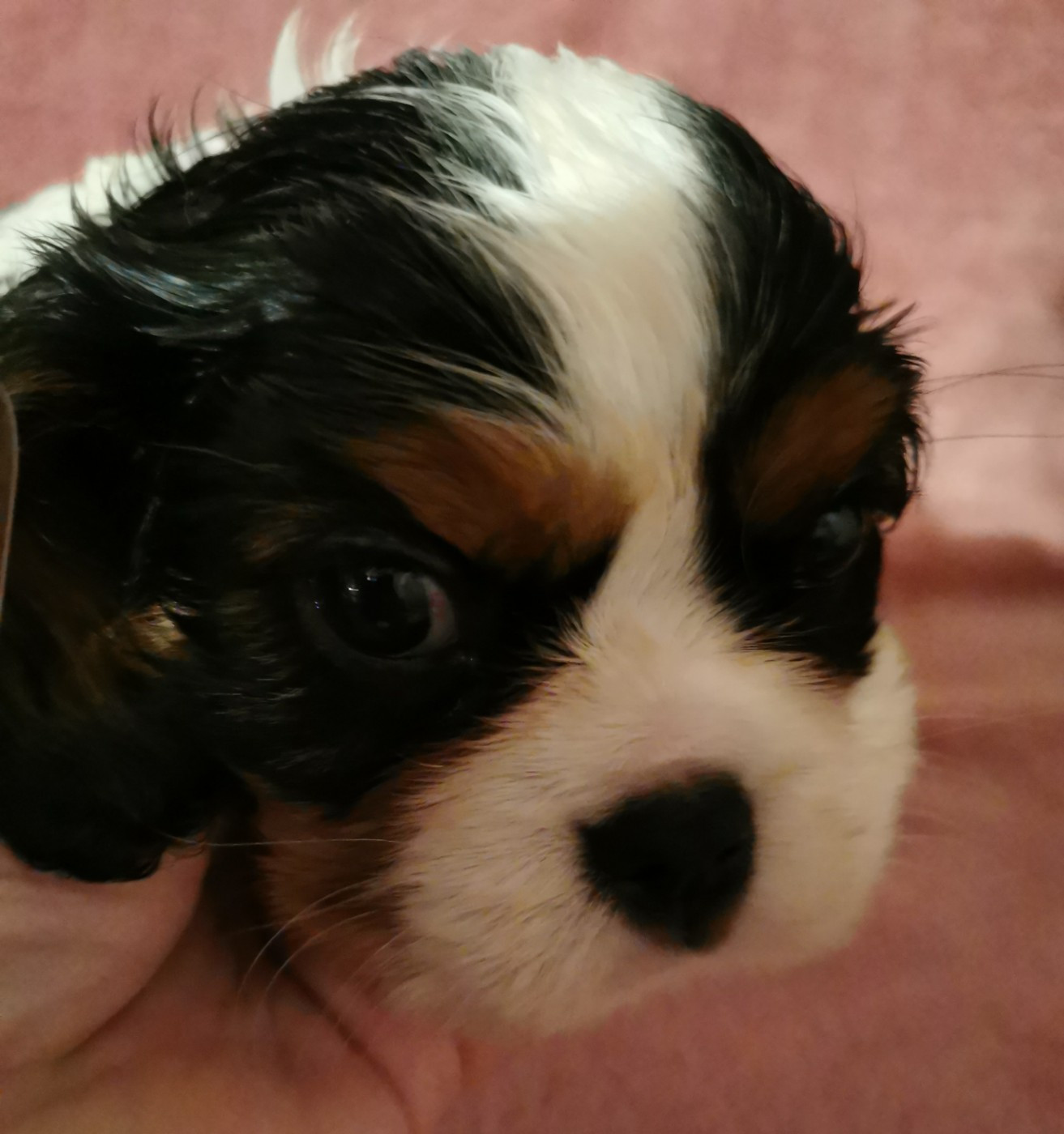 du Chemin Des Puits Tournants - Chiots disponibles - Cavalier King Charles Spaniel