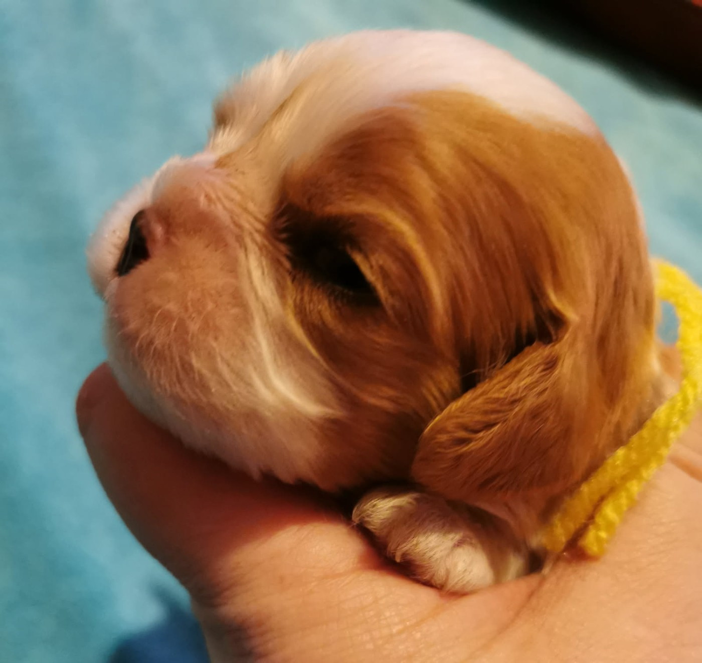 du Chemin Des Puits Tournants - Chiots disponibles - Cavalier King Charles Spaniel