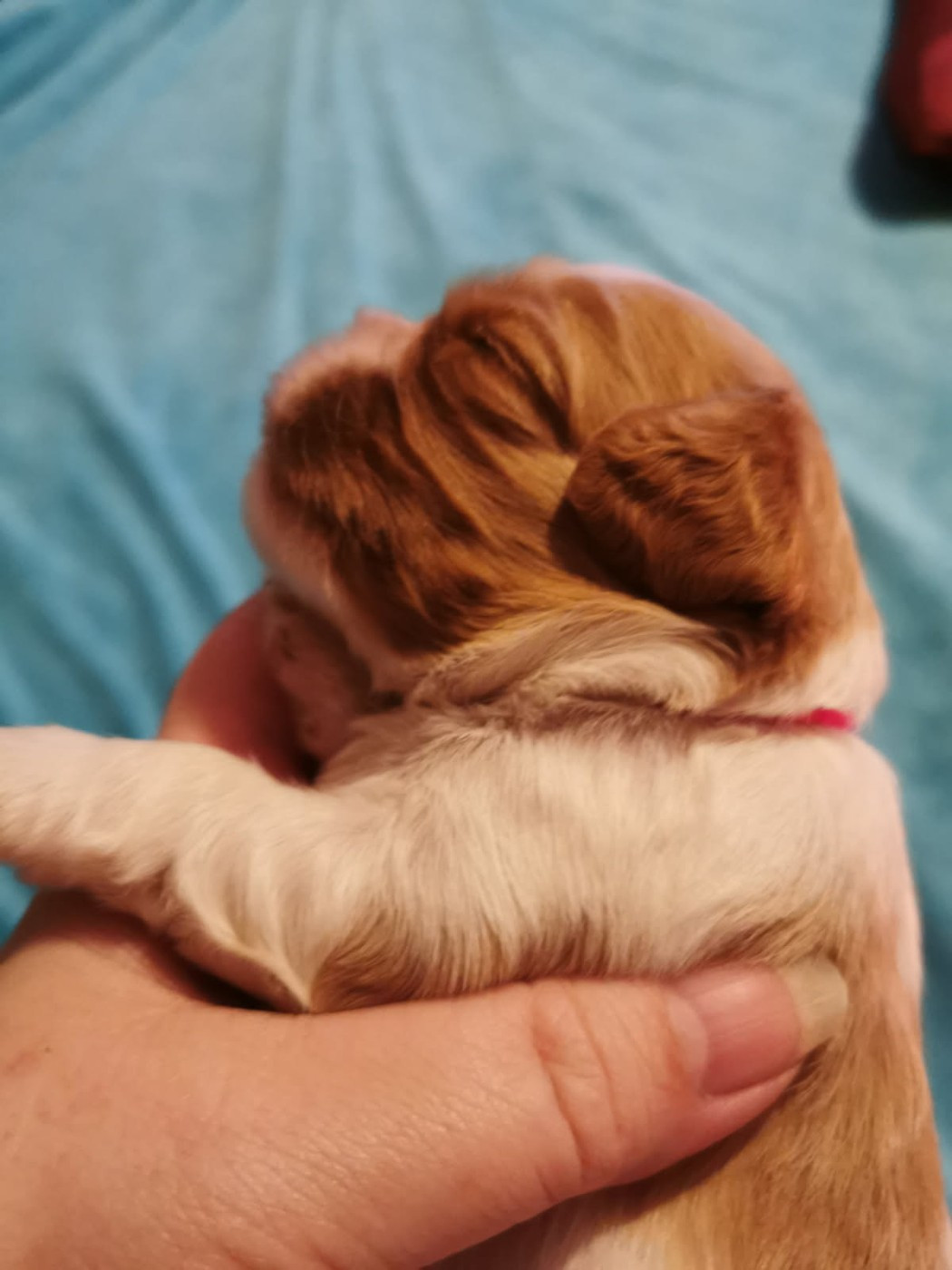 du Chemin Des Puits Tournants - Chiots disponibles - Cavalier King Charles Spaniel