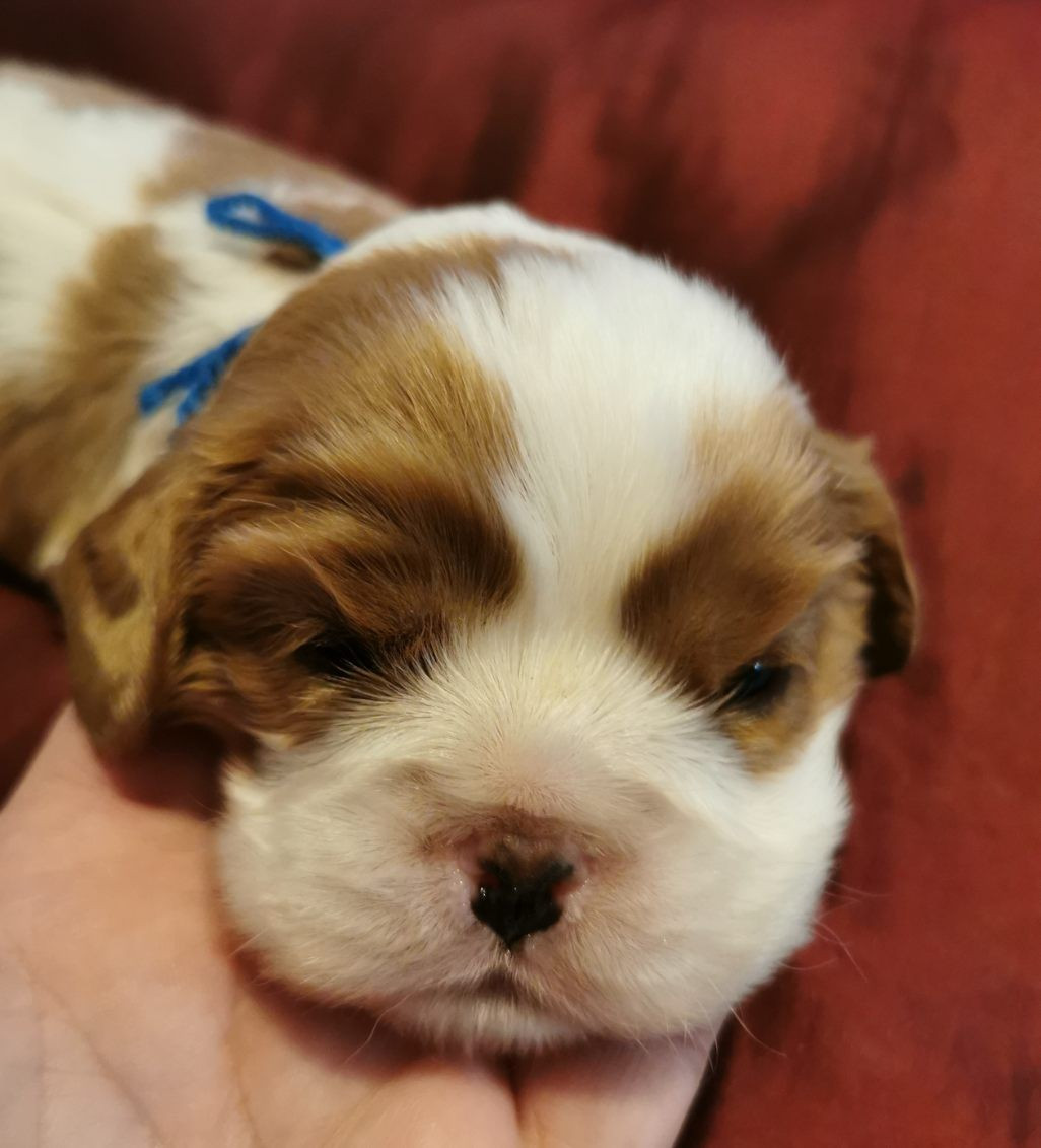 du Chemin Des Puits Tournants - Chiots disponibles - Cavalier King Charles Spaniel