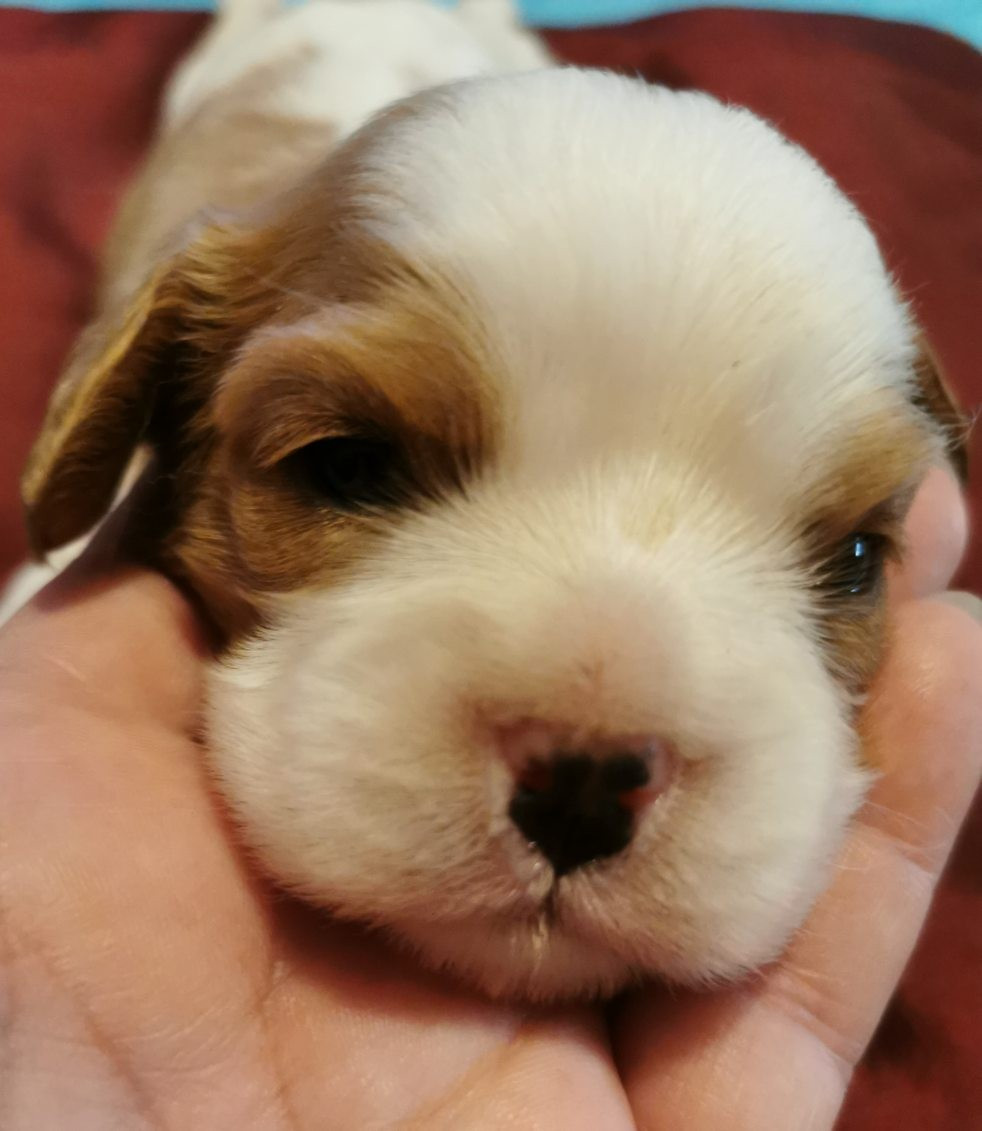 du Chemin Des Puits Tournants - Chiots disponibles - Cavalier King Charles Spaniel