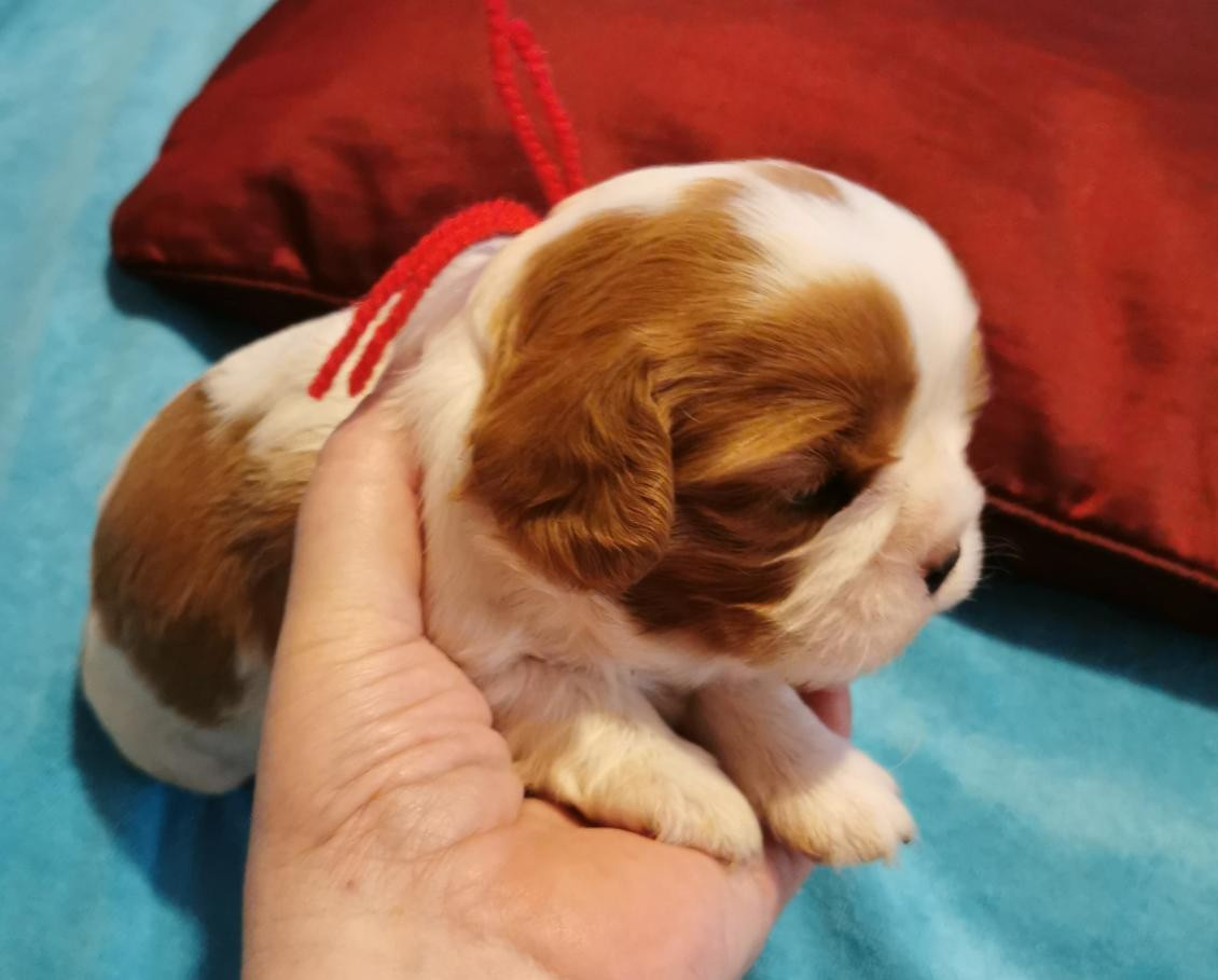 du Chemin Des Puits Tournants - Chiots disponibles - Cavalier King Charles Spaniel