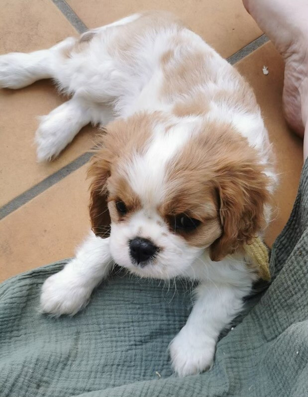 du Chemin Des Puits Tournants - Chiots disponibles - Cavalier King Charles Spaniel