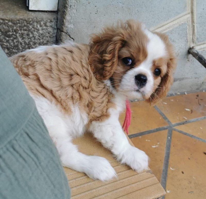 du Chemin Des Puits Tournants - Chiots disponibles - Cavalier King Charles Spaniel