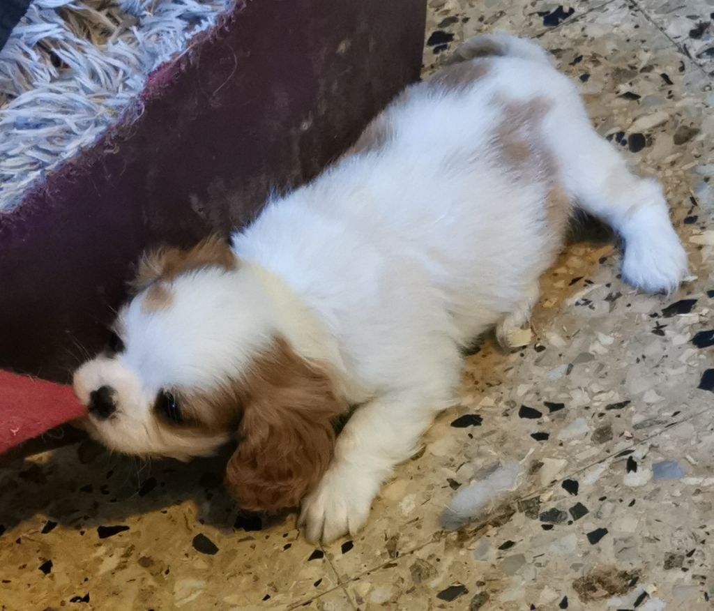 du Chemin Des Puits Tournants - Chiots disponibles - Cavalier King Charles Spaniel