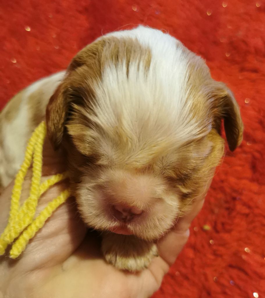 du Chemin Des Puits Tournants - Chiots disponibles - Cavalier King Charles Spaniel