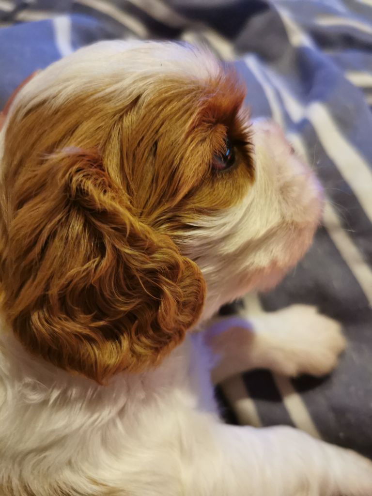 du Chemin Des Puits Tournants - Chiots disponibles - Cavalier King Charles Spaniel