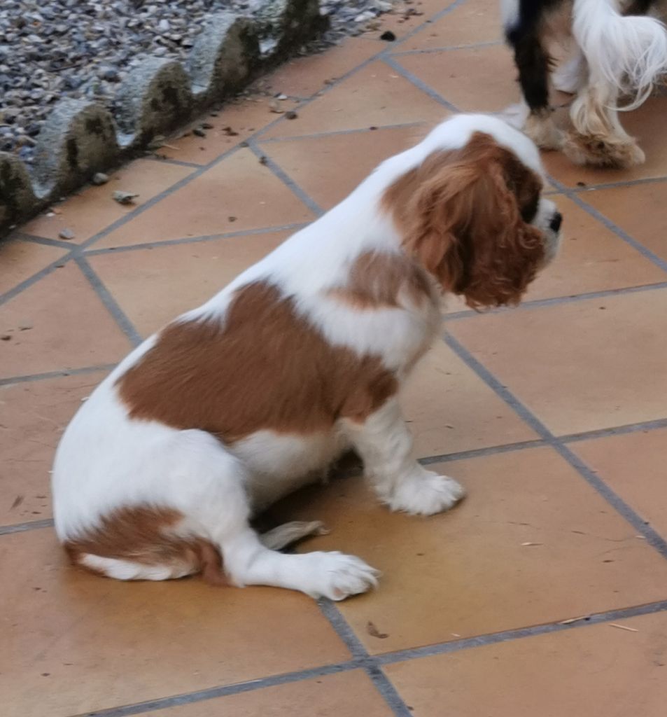 du Chemin Des Puits Tournants - Chiots disponibles - Cavalier King Charles Spaniel