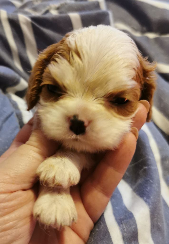 du Chemin Des Puits Tournants - Chiots disponibles - Cavalier King Charles Spaniel