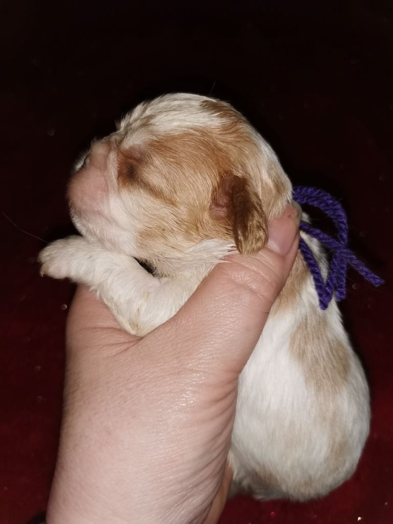 du Chemin Des Puits Tournants - Chiots disponibles - Cavalier King Charles Spaniel