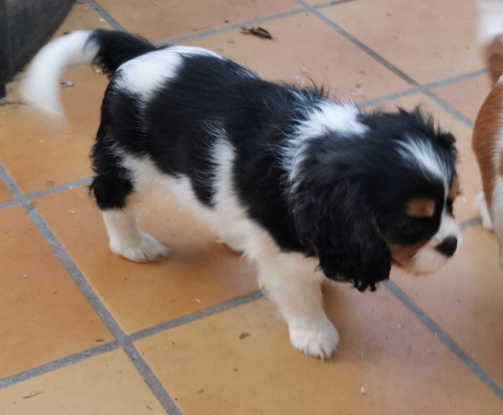 du Chemin Des Puits Tournants - Chiots disponibles - Cavalier King Charles Spaniel