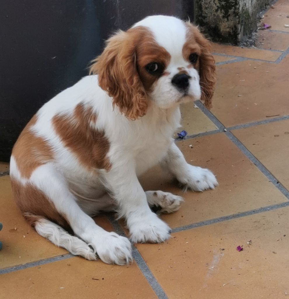 du Chemin Des Puits Tournants - Chiots disponibles - Cavalier King Charles Spaniel