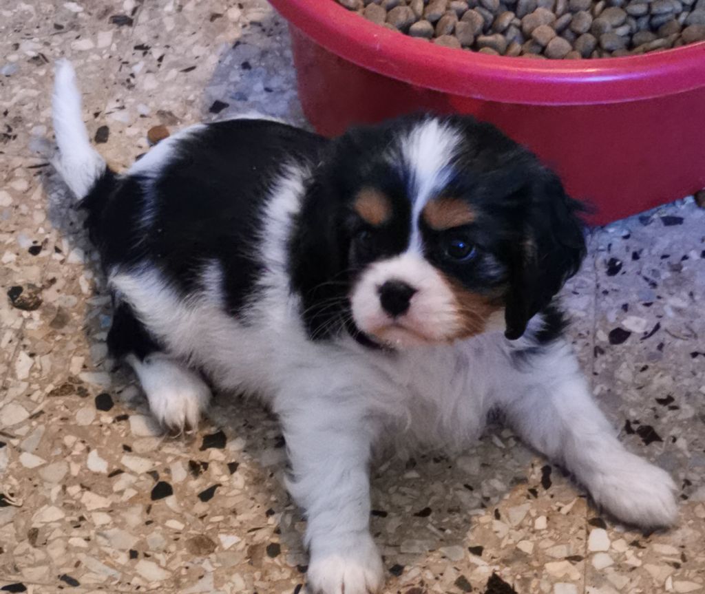 du Chemin Des Puits Tournants - Chiots disponibles - Cavalier King Charles Spaniel
