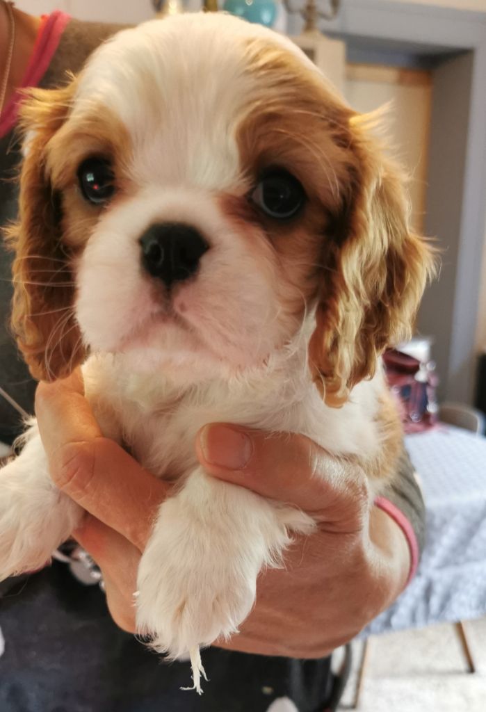 du Chemin Des Puits Tournants - Chiots disponibles - Cavalier King Charles Spaniel