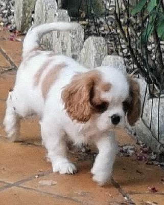 AVA
