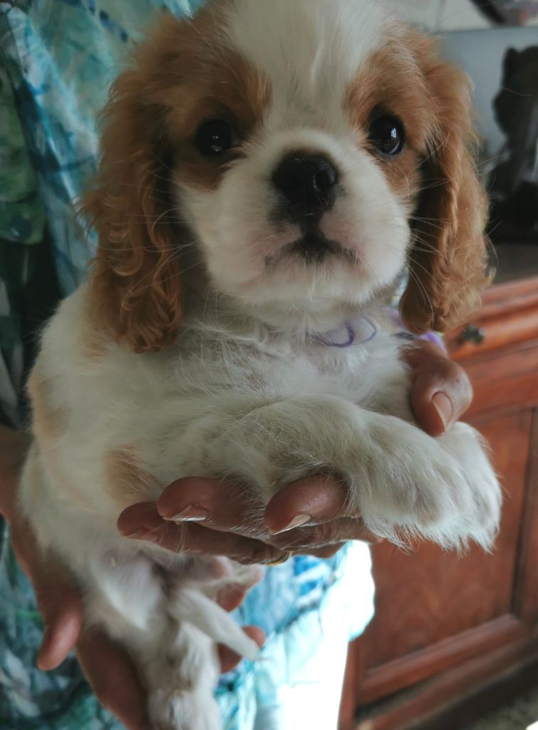 du Chemin Des Puits Tournants - Chiots disponibles - Cavalier King Charles Spaniel