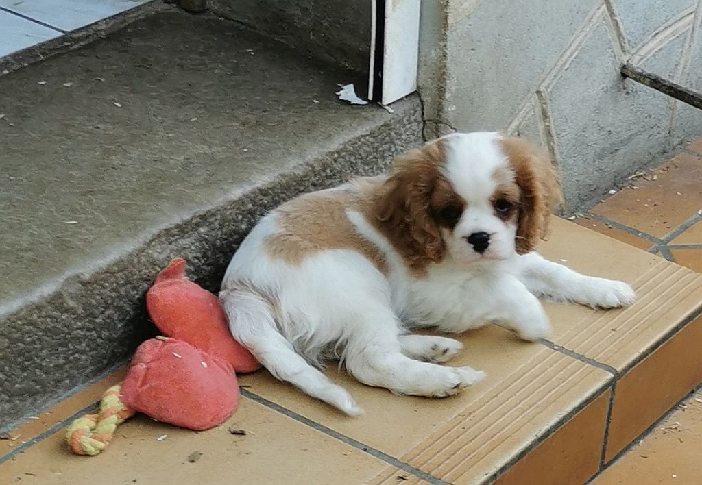 du Chemin Des Puits Tournants - Chiots disponibles - Cavalier King Charles Spaniel