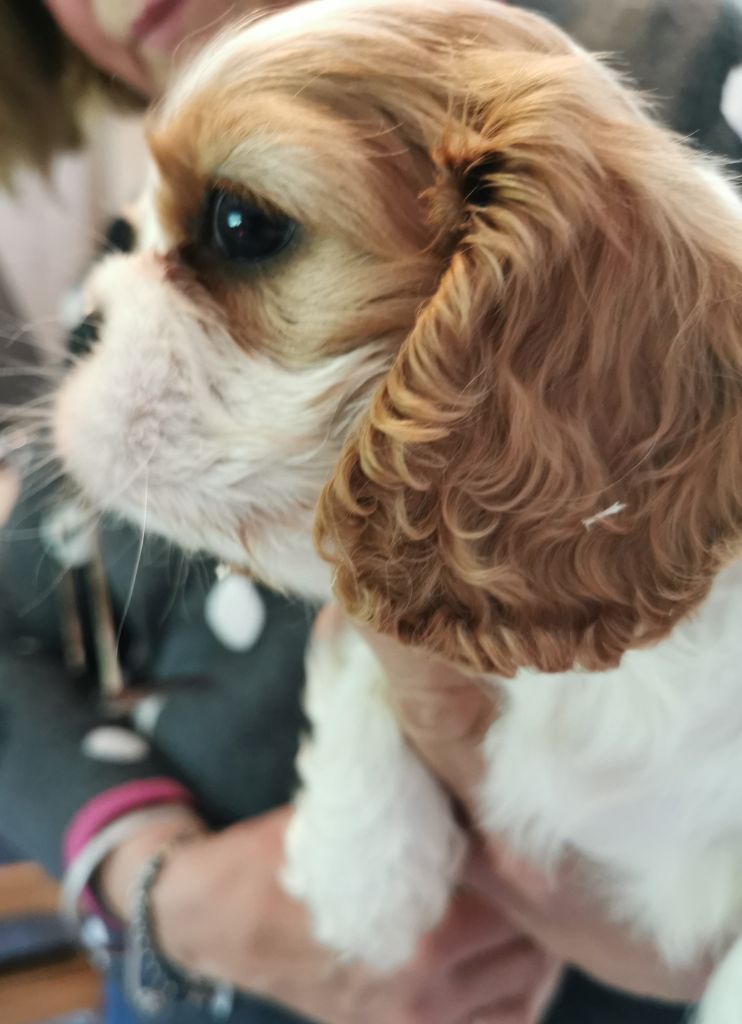 du Chemin Des Puits Tournants - Chiots disponibles - Cavalier King Charles Spaniel
