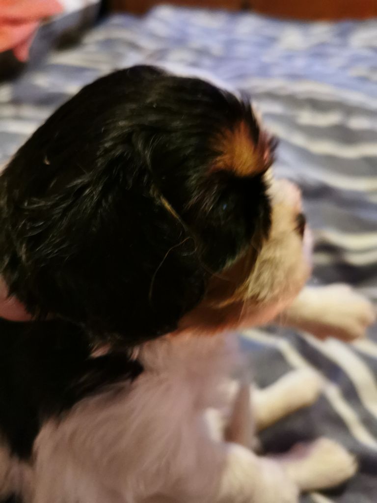 du Chemin Des Puits Tournants - Chiots disponibles - Cavalier King Charles Spaniel