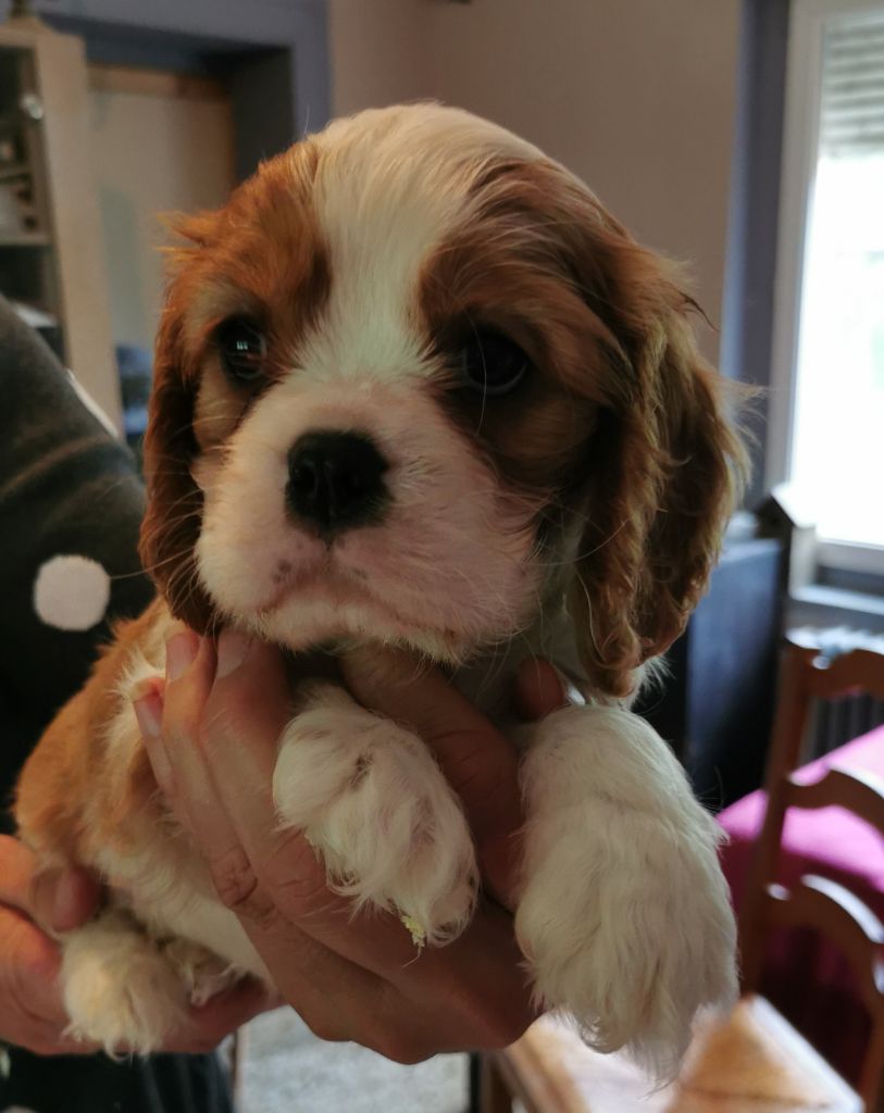 du Chemin Des Puits Tournants - Chiots disponibles - Cavalier King Charles Spaniel